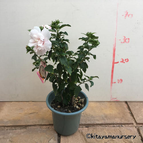 槿（ムクゲ）・紫八重の苗木を販売【花育通販】