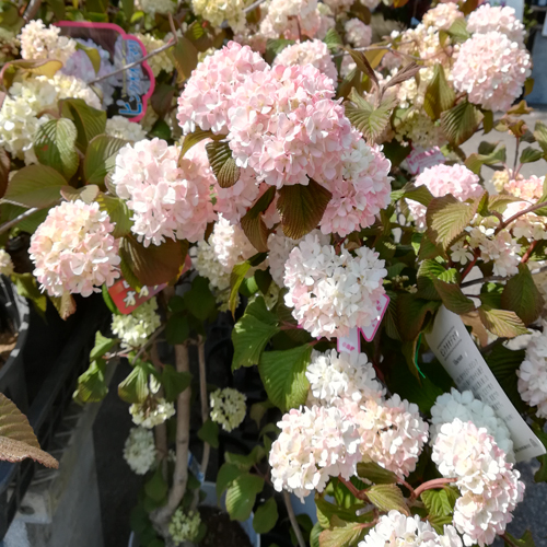 ピンオオデマリの苗木を販売【花育通販】