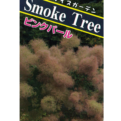 スモークツリー（けむりの木）の苗木・ピンクパール
