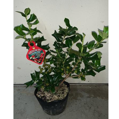 ビレロイボッホ ヘキサゴンクリスマスライト （花木・庭木の販売
