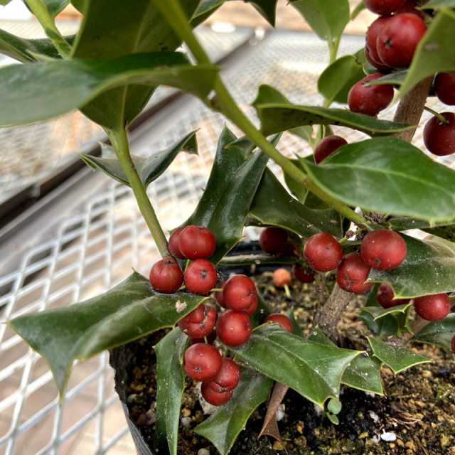 花木・庭木の販売店【花育通販】クリスマスホーリー（セイヨウヒイラギ