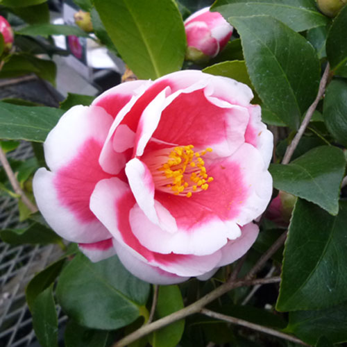 椿（ツバキ）の販売店【花育通販】桐野を販売