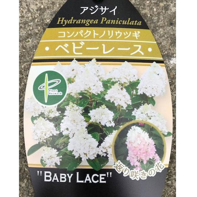コンパクトノリウツギ　ベビーレース