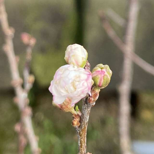 庭桜（ニワザクラ）八重花の苗