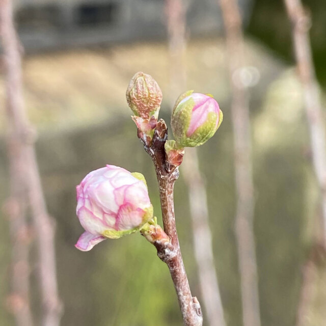 庭桜（ニワザクラ）八重花の苗