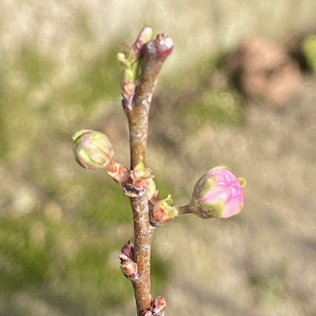 庭桜（ニワザクラ）八重花の苗