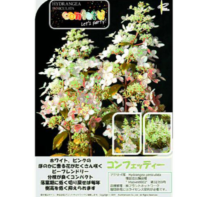 矮性ピラミッドアジサイ（ノリウツギ）　コンフェッティの苗木