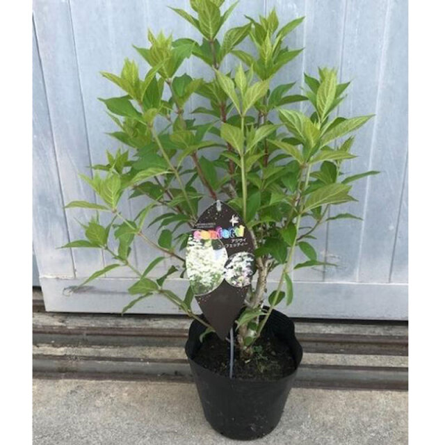 矮性ノリウツギ コンフェッティの苗木を販売【花育通販】