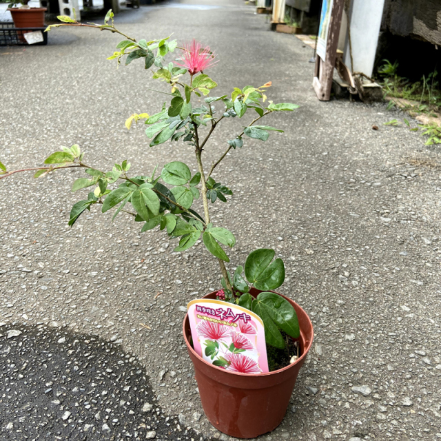 四季咲きネムノキ（丸葉・高麗ネム）の苗木を販売【花育通販】