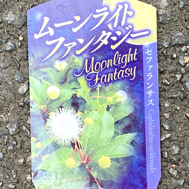 セファランサス・ムーンライトファンタジー