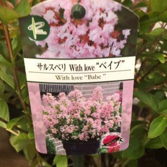百日紅（サルスベリ）の苗木　WithLoveシリーズ'ベイブ'