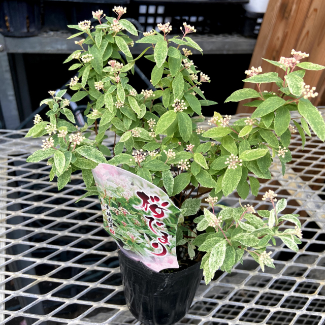 斑入りコデマリ ピンクアイス（桜でまり）の苗木を販売【花育通販】