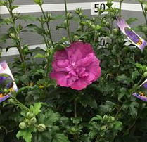 ムクゲ　紫八重