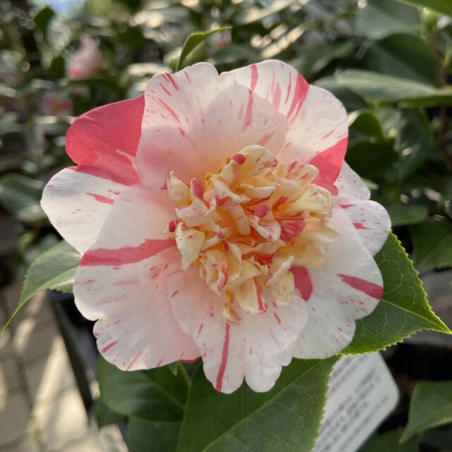 花木・庭木の販売店【花育通販】椿（ツバキ）の苗木 松波（まつなみ