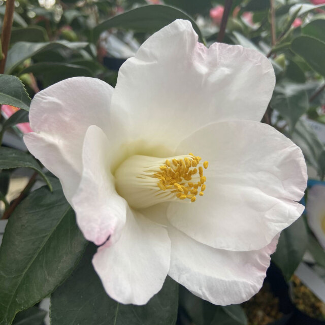 花木・庭木の販売店【花育通販】椿（ツバキ）の苗木 乗蓮の春