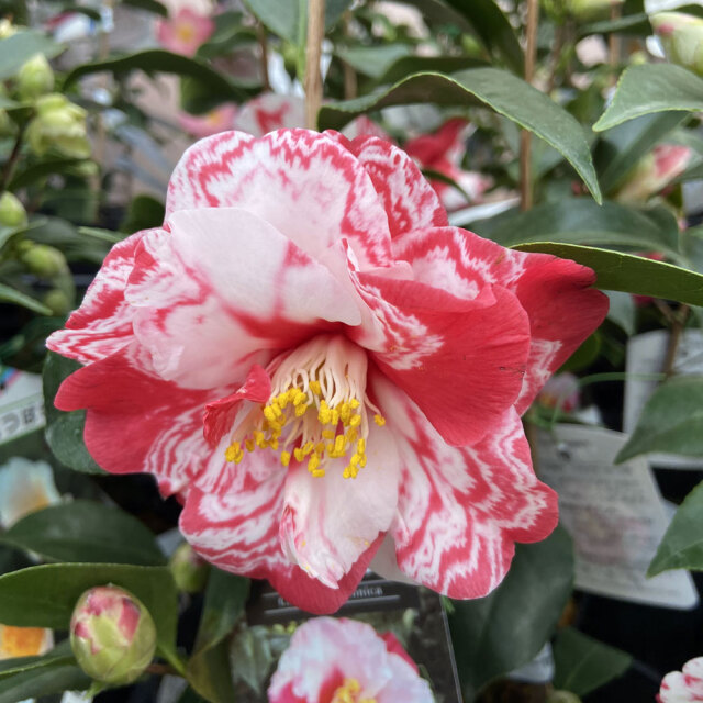 日本の椿花 日本の椿花: 園芸品種1000 | 横山 三郎, 桐野 秋豊, 神園 英彦