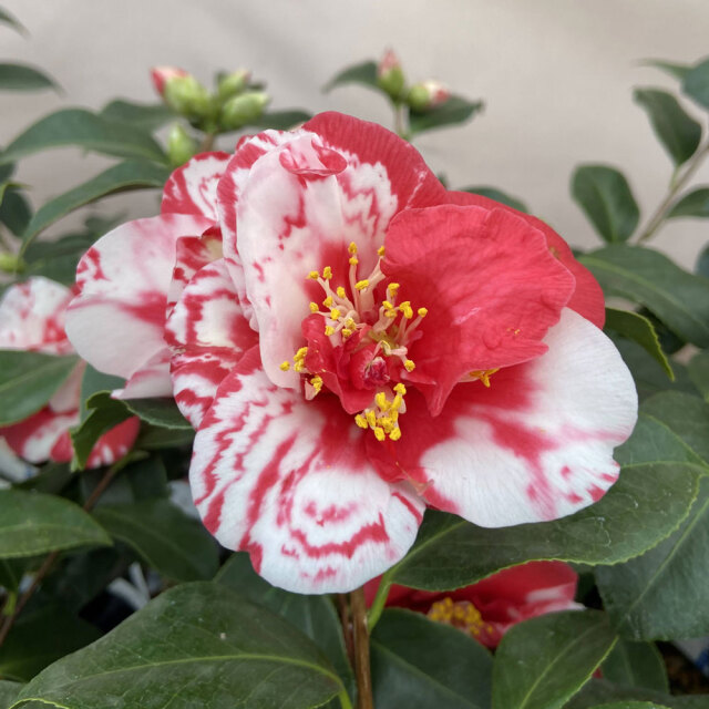 花木・庭木の販売店【花育通販】椿（ツバキ）の苗木 春日野