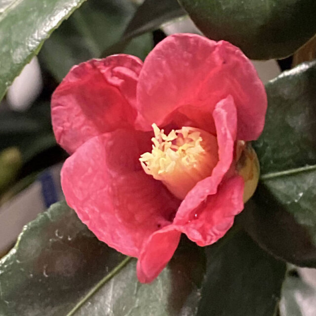 花木・庭木の販売店【花育通販】椿（ツバキ）の苗木 一子侘助（いちこ