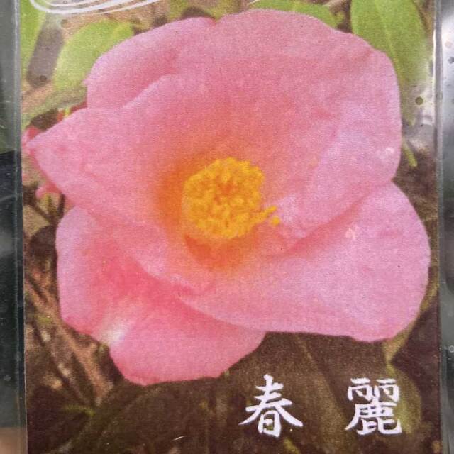 花木・庭木の販売店【花育通販】椿（ツバキ）春麗の苗木を販売