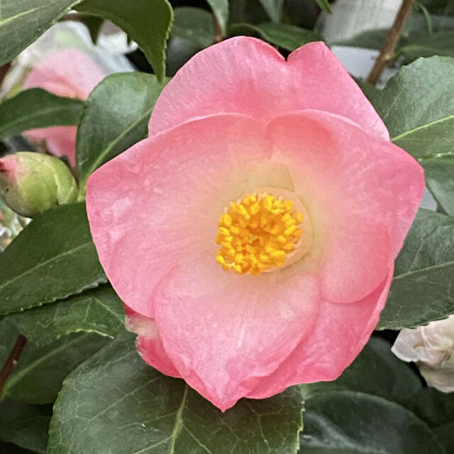 花木・庭木の販売店【花育通販】椿（ツバキ）春麗の苗木を販売