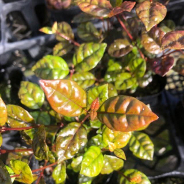 ロフォミルタス　ブラータ