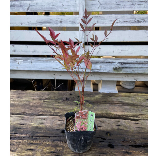 赤南天の苗⑧ （植木・庭木の販売店【花育通販】赤実南天 