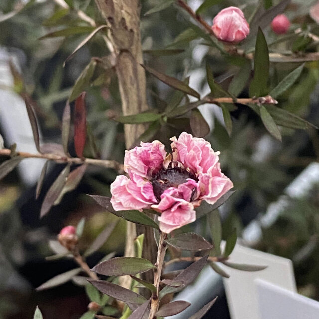 植木花木なら【花育通販】八重咲きギョリュウバイ（御柳梅/魚柳梅