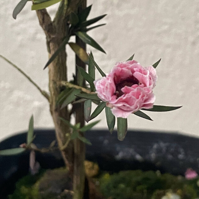 植木花木なら【花育通販】八重咲きギョリュウバイ（御柳梅/魚柳梅