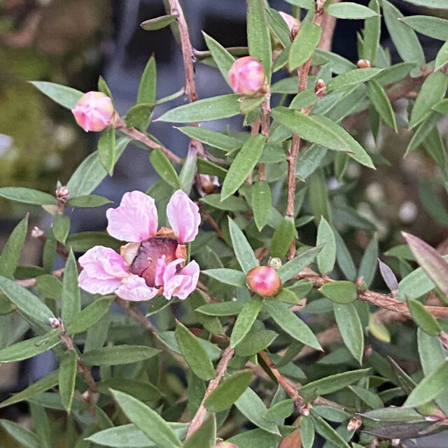 マヘ様専用】ギョリュウバイ 御柳梅 レプスペルマム 5本セット