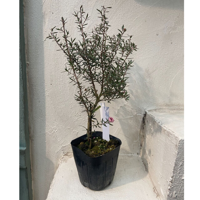 【マヘ】ギョリュウバイ　御柳梅　レプスペルマム　5本セット マヘ】ギョリュウバイ 御柳梅 レプスペルマム 5本セット マヘ