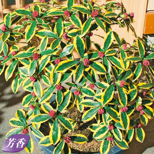 沈丁花（ジンチョウゲ）前島（マエジマ）の苗木