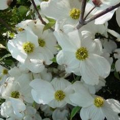 ハナミズキ　クラウドナイン（白花）