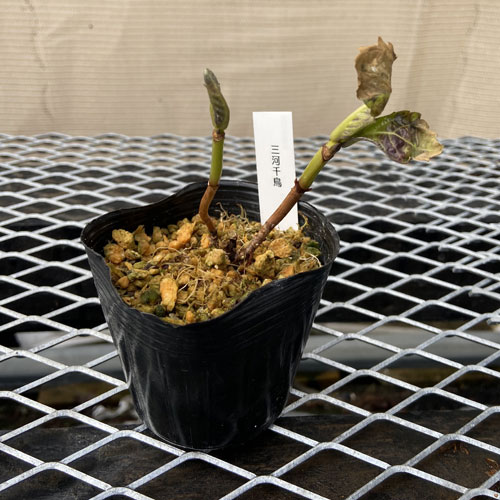 紫陽花（アジサイ）三河千鳥（ミカワチドリ）の苗を販売【花育通販】