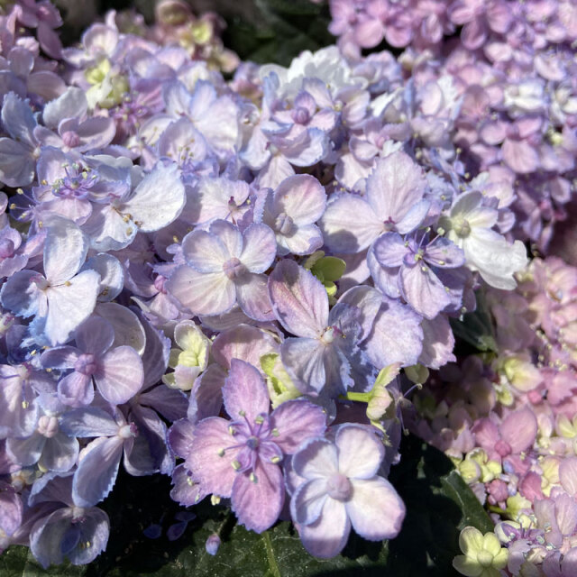 紫陽花（アジサイ）三河千鳥（ミカワチドリ）の苗を販売【花育通販】