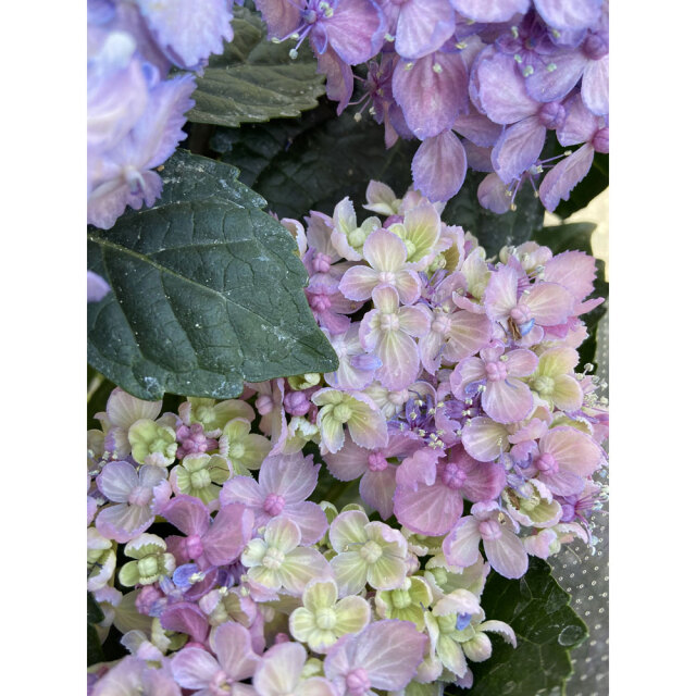 紫陽花（アジサイ）三河千鳥（ミカワチドリ）の苗を販売【花育通販】
