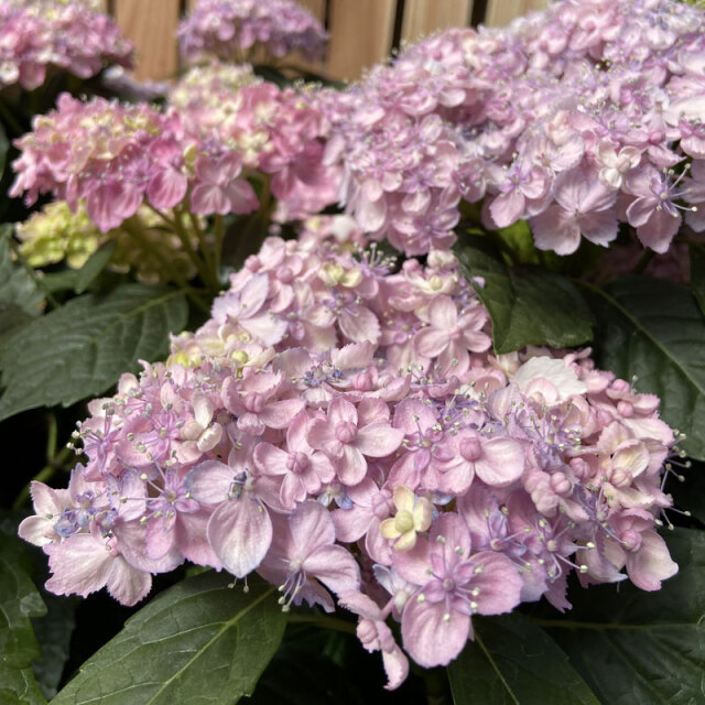 紫陽花（アジサイ）　三河千鳥（ミカワチドリ）の苗