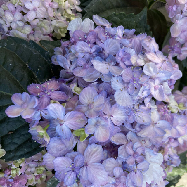 紫陽花（アジサイ）　三河千鳥（ミカワチドリ）の苗