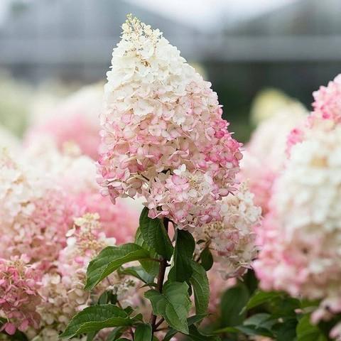 花育通販】ノリウツギ ストロベリーブロッサムの苗木を販売