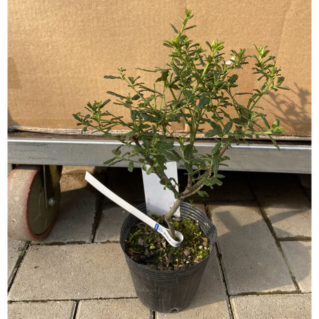 季節の花鉢の販売店【花育通販】セアノサス・パシフィックブルー