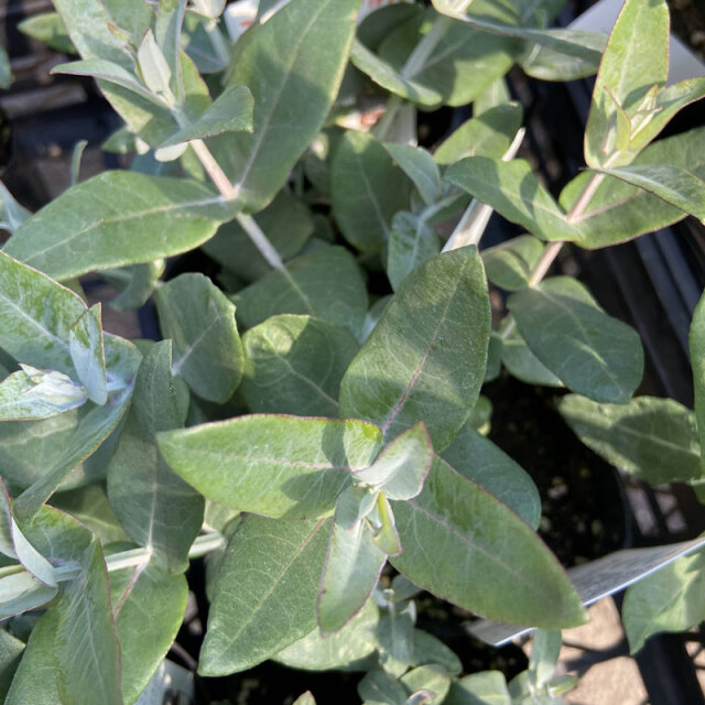 ハーブ（香草）の苗なら【花育通販】ユーカリ・グロブルス（タスマニア