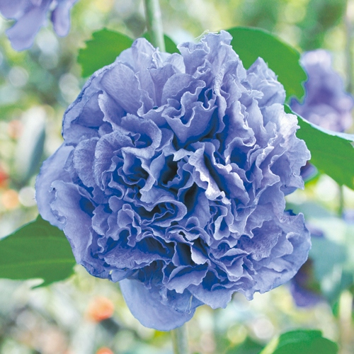 槿（ムクゲ）・紫玉の苗木を販売【花育通販】