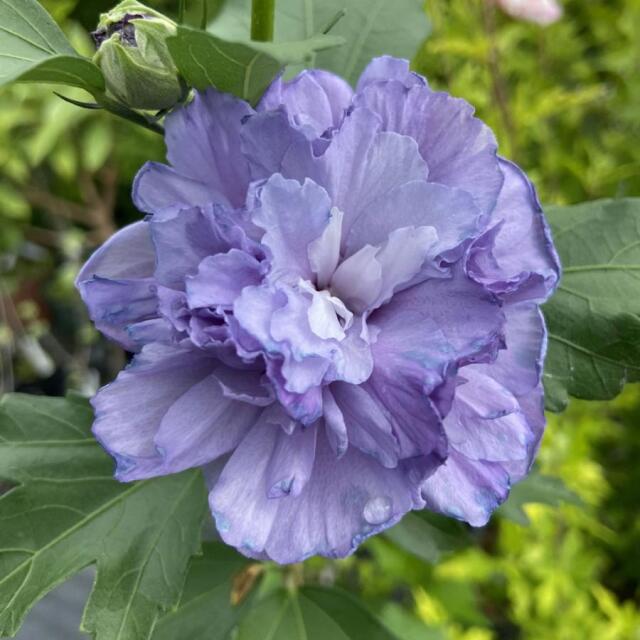 槿（ムクゲ）・紫玉の苗木を販売【花育通販】