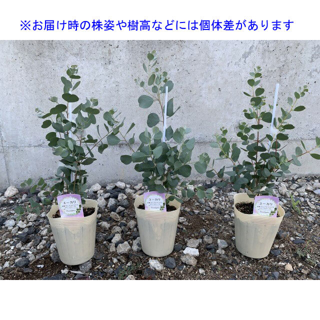 ユーカリ　ウェブステリアナ（ハートリーフユーカリ）