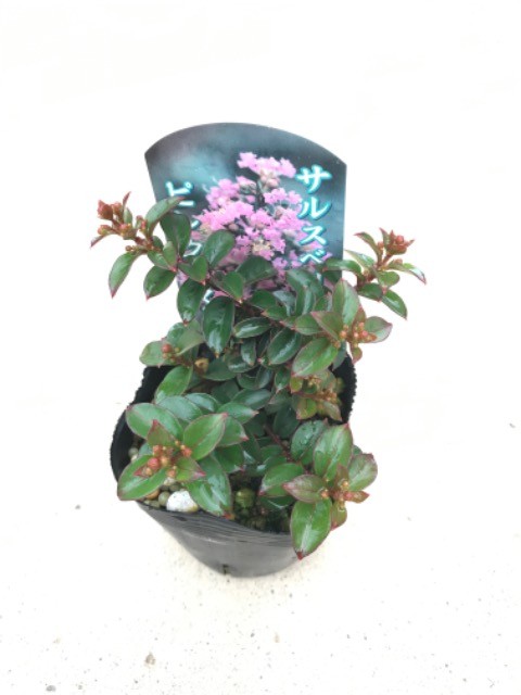 花木・庭木の販売店【花育通販】サルスベリ ピンクサマーの苗