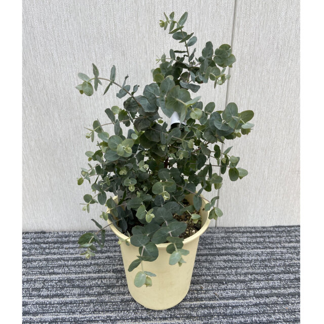 ユーカリ　クルセアナ