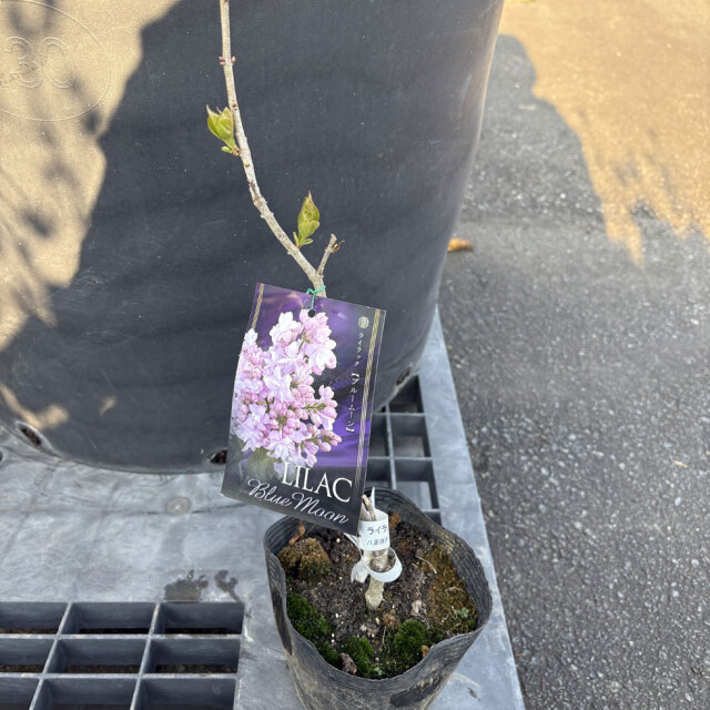 ライラック「ブルームーン」の苗木を販売【花育通販】花木・植木の販売店