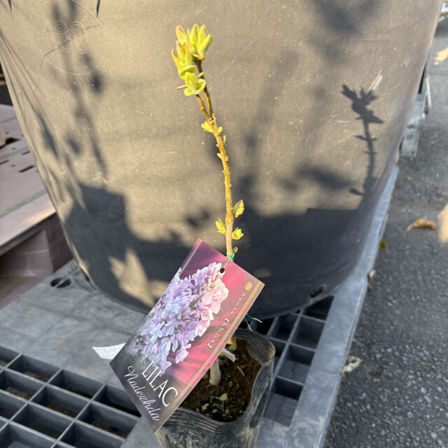 ライラック　ナデジタ