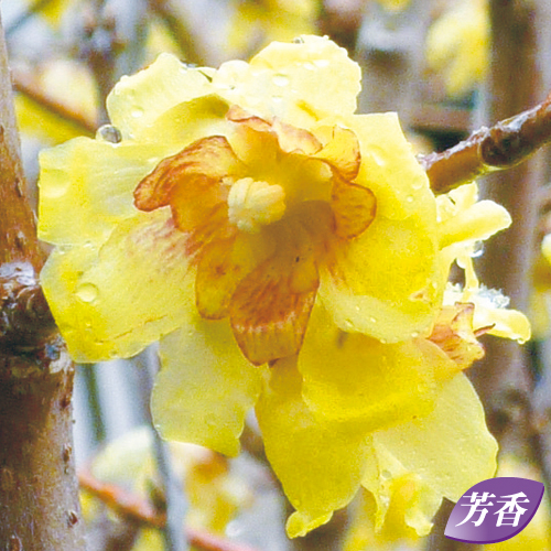 満月蝋梅(マンゲツロウバイ)の苗木