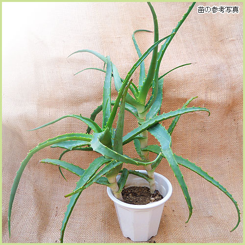 観葉植物（多肉植物）の販売店【花育通販】 アロエ（木立アロエ）の苗