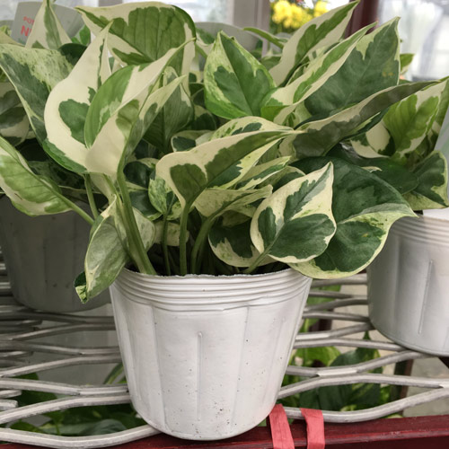 観葉植物の販売店「花育通販」ミニ観葉植物 ポトス（エンジョイ）の苗